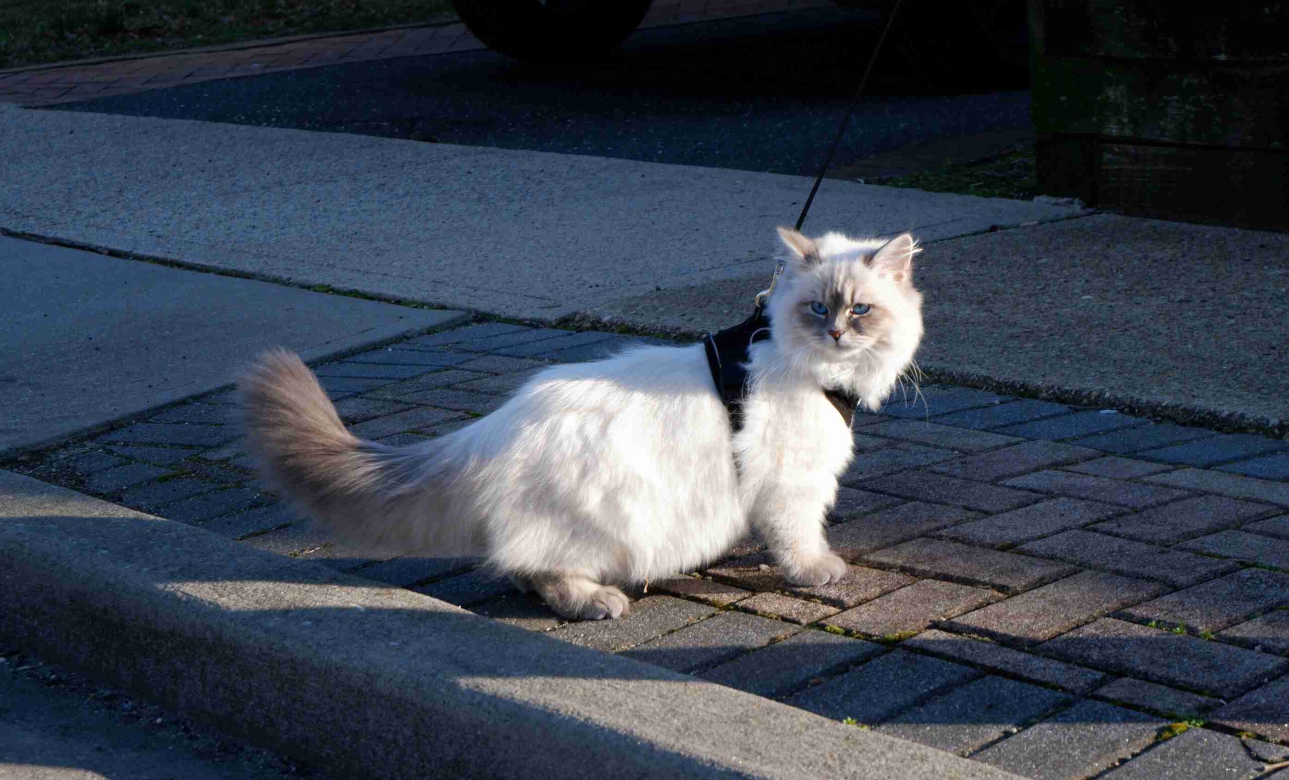 chat-4