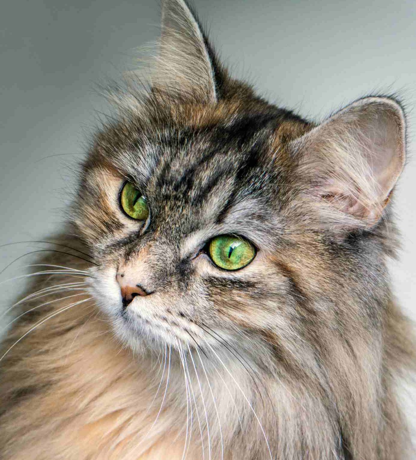 chat-siberien-2