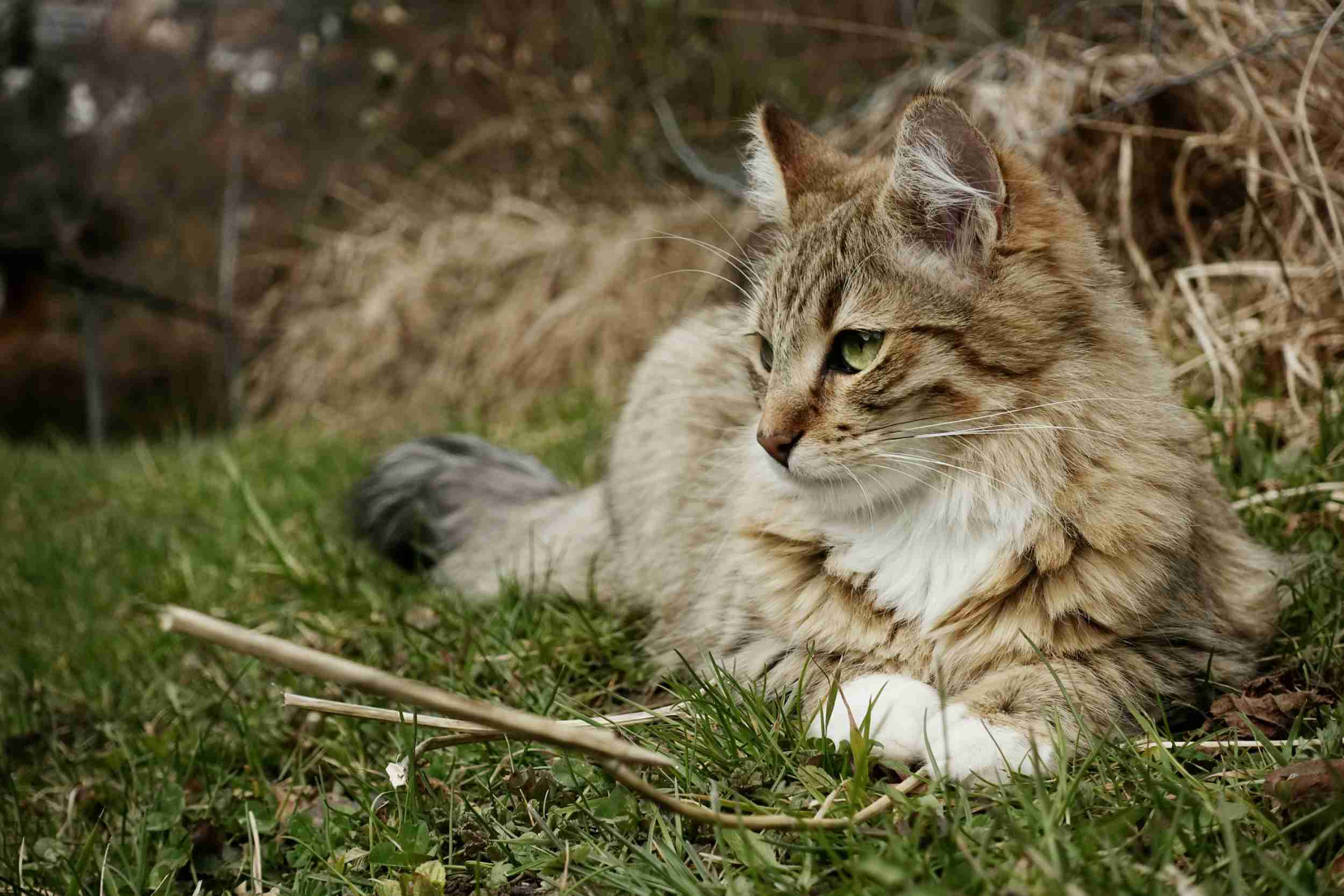 chat-siberien-3