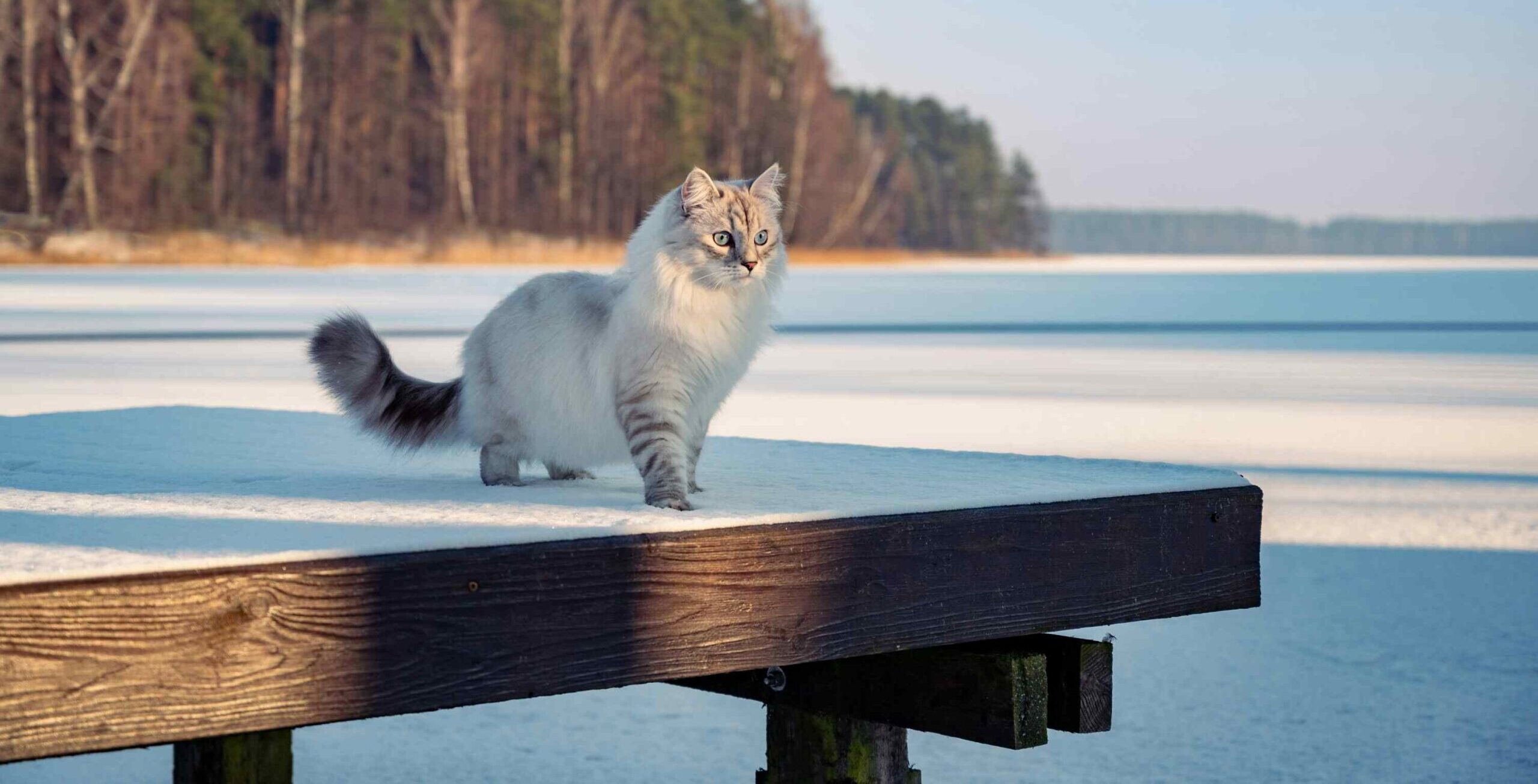 chat-siberien