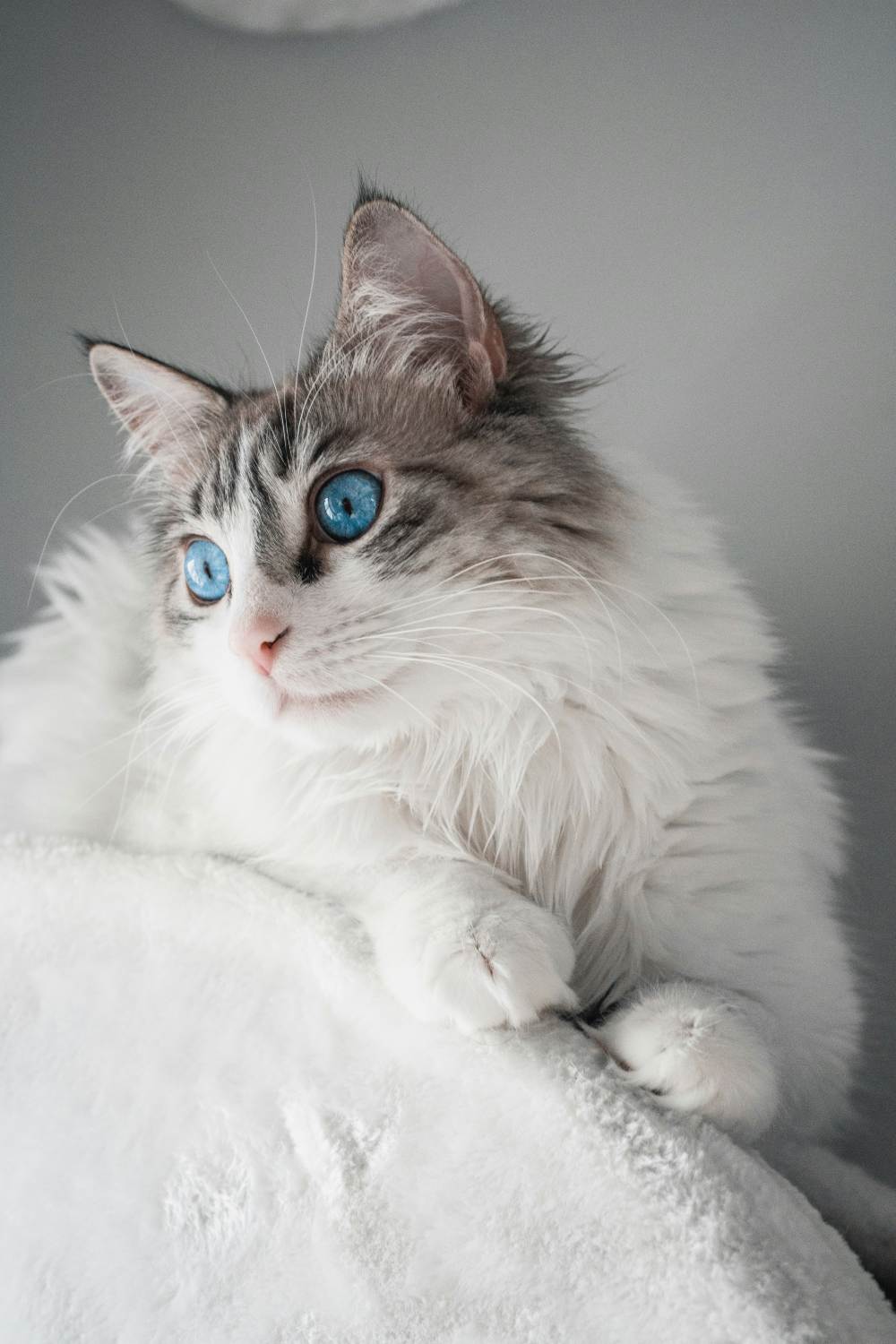 chats-8
